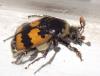 Nicrophorus vespillo